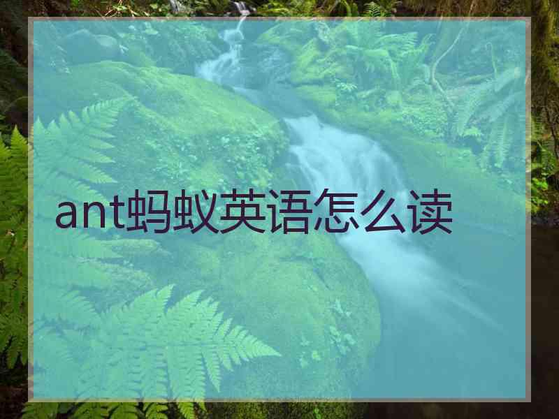 ant蚂蚁英语怎么读